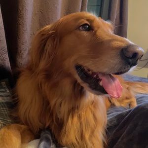 Meet your Posher, Evelyn